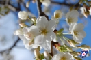 Kirschblüte - 桜の花