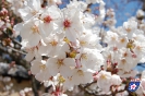 Kirschblüte - 桜の花